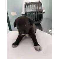 Foto dell\'animale cane - Matr. 2021/1230 - Microchip 380260044476420