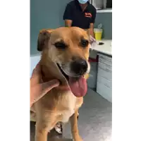 Foto dell\'animale cane - Matr. 2021/0695 - Microchip 380260004922772