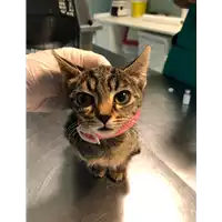 Foto dell\'animale gatto - Matr. 2021/1240 - Microchip 380260044441618