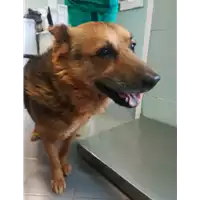 Foto dell\'animale cane - Matr. 2021/1242 - Microchip 941000002098990
