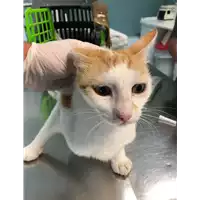 Foto dell\'animale gatto - Matr. 2021/1243 - Microchip 380260044437022