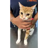 Foto dell\'animale gatto - Matr. 2021/1244 - Microchip 380260044440894
