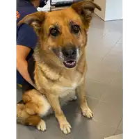 Foto dell\'animale cane - Matr. 2021/1254 - Microchip 380260044437616