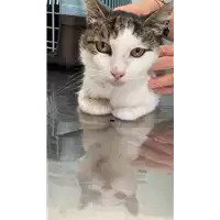 Foto dell\'animale gatto - Matr. 2021/1249 - Microchip 380260044476284