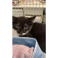 Foto dell\'animale gatto - Matr. 2021/1250 - Microchip 380260044440217