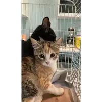 Foto dell\'animale gatto - Matr. 2021/1251 - Microchip 380260044476673