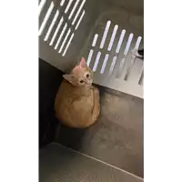 Foto dell\'animale gatto - Matr. 2021/1252 - Microchip 380260044437322