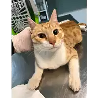 Foto dell\'animale gatto - Matr. 2021/1255 - Microchip 380260044439947