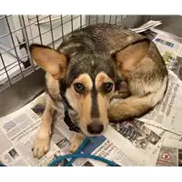 Foto dell\'animale cane - Matr. 2019/2536 - Microchip 380260043707505