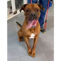 Foto dell\'animale cane - Matr. 2021/1257 - Microchip 380260044440536