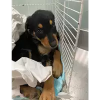 cane - Matr. 2021/1259 - Microchip 380260044437242