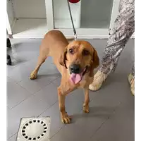 Foto dell\'animale cane - Matr. 2021/1261 - Microchip 380260043707273