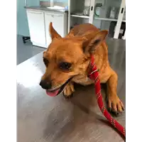 Foto dell\'animale cane - Matr. 2021/1262 - Microchip 380260044441151