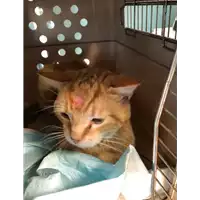 Foto dell\'animale gatto - Matr. 2021/1263 - Microchip 380260044441666