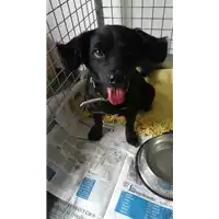 Foto dell\'animale cane - Matr. 2021/1266 - Microchip 380260044437742
