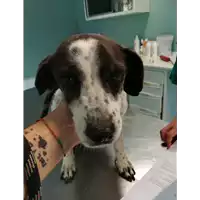 Foto dell\'animale cane - Matr. 2021/1265 - Microchip 380260041021886