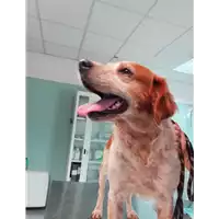 Foto dell\'animale cane - Matr. 2021/1267 - Microchip 380260043849240