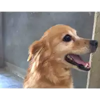 Foto dell\'animale cane - Matr. 2017/0705 - Microchip 380260040151675
