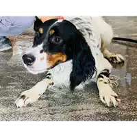 Foto dell\'animale cane - Matr. 2021/1279 - Microchip 380260101539295