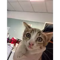 Foto dell\'animale gatto - Matr. 2021/1295 - Microchip 380260044446013