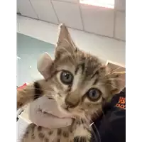 Foto dell\'animale gatto - Matr. 2021/1296 - Microchip 380260044446464