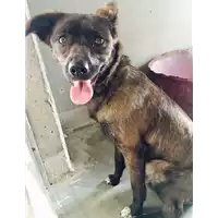 Foto dell\'animale cane - Matr. 2017/0707 - Microchip 380260043150334