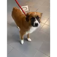Foto dell\'animale cane - Matr. 2021/1325 - Microchip 380260044446581