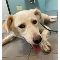Foto dell\'animale cane - Matr. 2021/1334 - Microchip 380260044446278