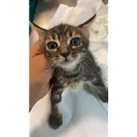 Foto dell\'animale gatto - Matr. 2021/1330 - Microchip 380260044446613