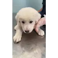 Foto dell\'animale cane - Matr. 2021/1052 - Microchip 380260044437255