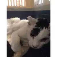 Foto dell\'animale gatto - Matr. 2017/0708 - Microchip 380260043150278