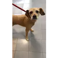 Foto dell\'animale cane - Matr. 2010/0319 - Microchip 380260000090193