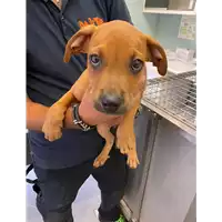 Foto dell\'animale cane - Matr. 2021/1344 - Microchip 380260044476545