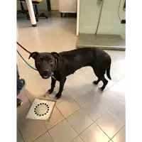 Foto dell\'animale cane - Matr. 2021/1357 - Microchip 380260044446202