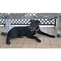 Foto dell\'animale cane - Matr. 2021/1359 - Microchip 380260044477059