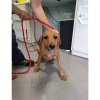 Foto dell\'animale cane - Matr. 2021/1336 - Microchip 380260044446176