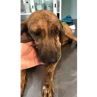 Foto dell\'animale cane - Matr. 2021/1338 - Microchip 380260044446012