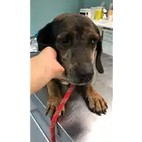 Foto dell\'animale cane - Matr. 2021/1339 - Microchip 380260044446309