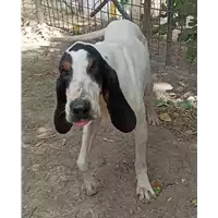 Foto dell\'animale cane - Matr. 2021/1340 - Microchip 380260044446377