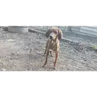 Foto dell\'animale cane - Matr. 2021/1341 - Microchip 380260044446109