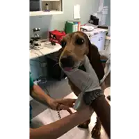Foto dell\'animale cane - Matr. 2021/1346 - Microchip 380260044446481