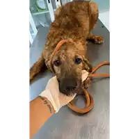 Foto dell\'animale cane - Matr. 2021/1347 - Microchip 380260044446000