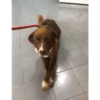 Foto dell\'animale cane - Matr. 2021/1348 - Microchip 380260044446185