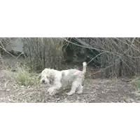 Foto dell\'animale cane - Matr. 2021/1349 - Microchip 380260044446331