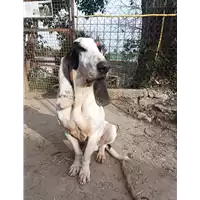 Foto dell\'animale cane - Matr. 2021/1350 - Microchip 380260044446881