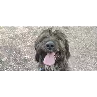 Foto dell\'animale cane - Matr. 2021/1354 - Microchip 380260044446720