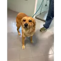 cane - Matr. 2021/0168 - Microchip 380260044279364