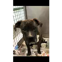 Foto dell\'animale cane - Matr. 2020/0120 - Microchip 380260070212549