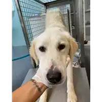 Foto dell\'animale cane - Matr. 2021/1360 - Microchip 380260044446955