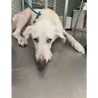 Foto dell\'animale cane - Matr. 2021/1361 - Microchip 380260044446832